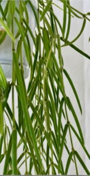 Hoya Lineairs, Well Established Trailing Foliage, W12cm X H70-80cm, Easy Care Houseplant - thumbnail 1