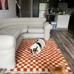 Hand Knotted Moroccan Berber Wool Rug, Orange & White Checkered Pattern - thumbnail 4