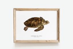 Loggerhead Sea Turtle Art Print - Caretta Caretta Wall D??cor Gift Watercolour Ocean, Beach Living Room Kids Nursery - thumbnail 1