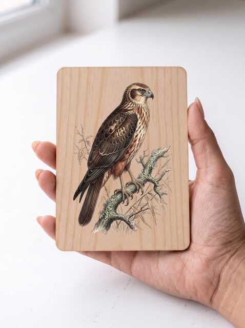Marsh Harrier Art Print - Vintage Wetland Bird Of Prey Pine Wooden Postcard Wall - image 1