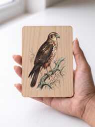 Marsh Harrier Art Print - Vintage Wetland Bird Of Prey Pine Wooden Postcard Wall - thumbnail 1