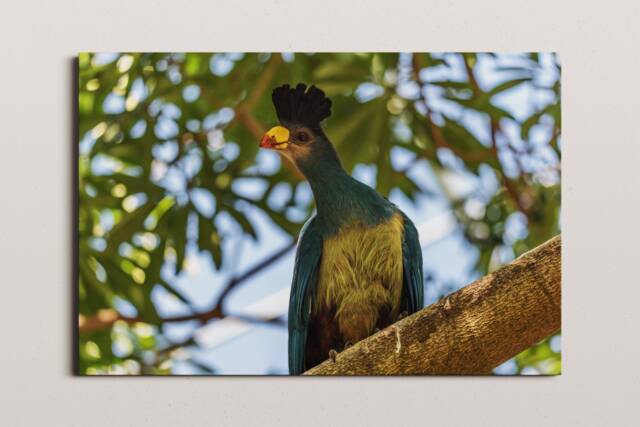 Great Blue Turaco Photo, Tropical Bird Photography, Avian Home Wall Decor - image 1