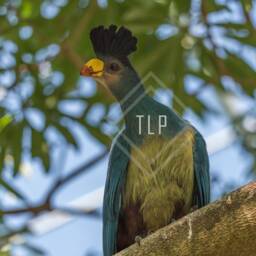 Great Blue Turaco Photo, Tropical Bird Photography, Avian Home Wall Decor - thumbnail 3