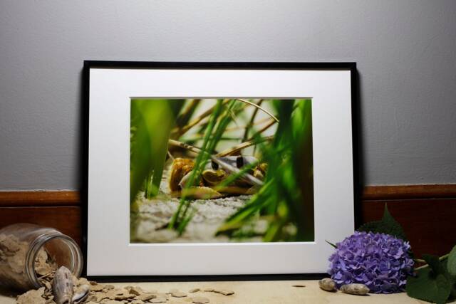 Island Series Crab, Nature Photography, Wall Art, Bedroom Decor, Living Room Peaceful Photography Prints - image 1