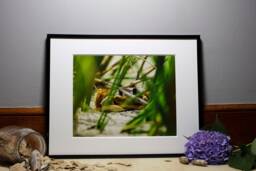 Island Series Crab, Nature Photography, Wall Art, Bedroom Decor, Living Room Peaceful Photography Prints - thumbnail 1