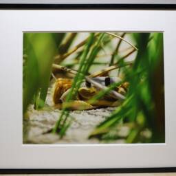 Island Series Crab, Nature Photography, Wall Art, Bedroom Decor, Living Room Peaceful Photography Prints - thumbnail 2
