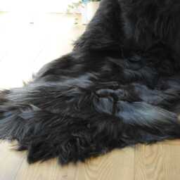100% Undyed Rare Breed Icelandic Sheepskin Double - Black & Ivory Handmade in Somerset - thumbnail 2