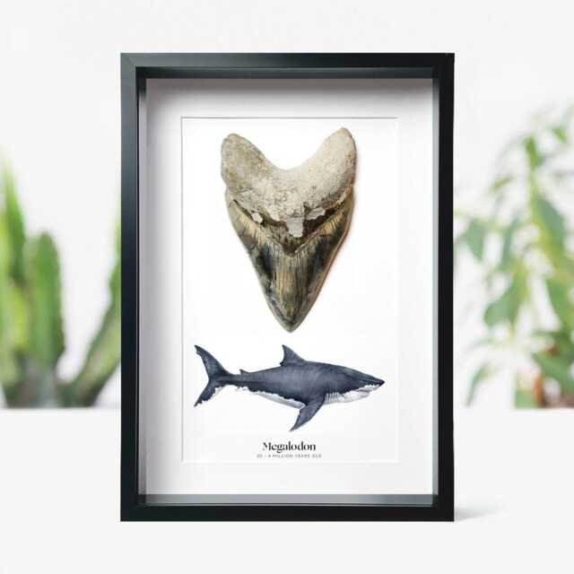 Framed 4-5 Inch Megalodon Shark Tooth Fossil - Watercolor Art Home Decor - image 1