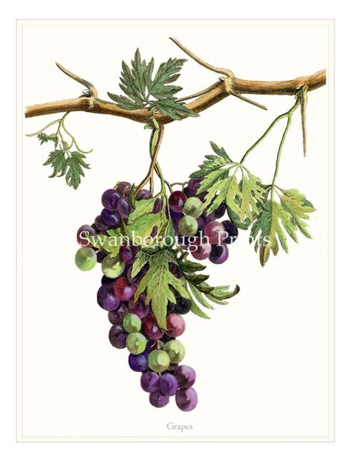 Purple Grapes Art Print, On The Vine, Decoration For A Kitchen/Dining Room - image 1