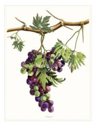 Purple Grapes Art Print, On The Vine, Decoration For A Kitchen/Dining Room - thumbnail 1