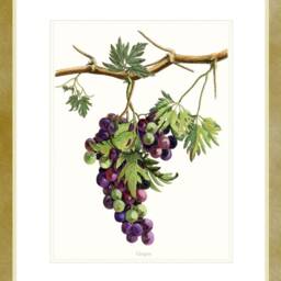 Purple Grapes Art Print, On The Vine, Decoration For A Kitchen/Dining Room - thumbnail 3