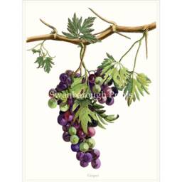 Purple Grapes Art Print, On The Vine, Decoration For A Kitchen/Dining Room - thumbnail 2