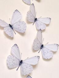 3D White Butterfly Wall Art Wedding & Home Decor - Set Of 6 - thumbnail 1