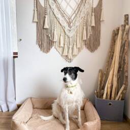 Boho Headboard, Wall Tapestry, Decor, Macrame Hanging, Hanging Wall, Macrame, Woven Tapestry - thumbnail 2