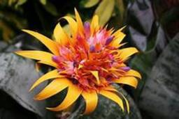 Exotic Candle - thumbnail 2