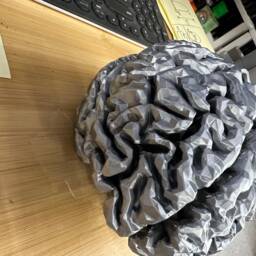 Life-Size 3D Printed Brain - Realistic Anatomical Model - thumbnail 2