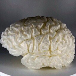 Life-Size 3D Printed Brain - Realistic Anatomical Model - thumbnail 3