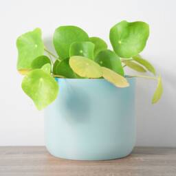 "Minimalist Planter With Drainage & Saucer in Teal, Unique & Modern 3D-Printed Plant Pot, Sizes 4"" 5"" 6"" 7"" 8" - thumbnail 3