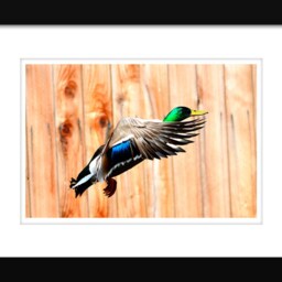 Instant Download Mallard Duck in Flight, Photos, Wall Art, Flying Beautiful Modern Decor - thumbnail 2