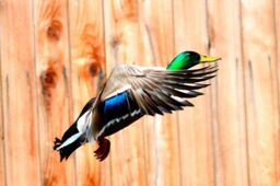 Instant Download Mallard Duck in Flight, Photos, Wall Art, Flying Beautiful Modern Decor - thumbnail 1