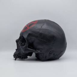 Vampire Pentagram. Plaster Of Paris Life Size Human Skull Replica - thumbnail 2