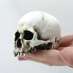 Anatomically Correct Human Skull Figurine Gothic Collector Gift - thumbnail 3