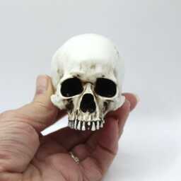 Anatomically Correct Human Skull Figurine Gothic Collector Gift - thumbnail 1
