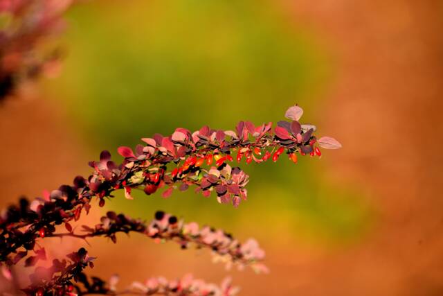 Barberry Leaves Fine Art Photograph, Botanical Photo, Fall Foliage, Wall Art, Digital Download - image 1