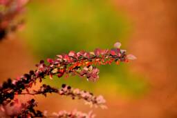 Barberry Leaves Fine Art Photograph, Botanical Photo, Fall Foliage, Wall Art, Digital Download - thumbnail 1
