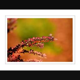 Barberry Leaves Fine Art Photograph, Botanical Photo, Fall Foliage, Wall Art, Digital Download - thumbnail 2