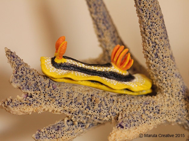 Joshi The Nudibranch - Joshi's Chromodoris - image 1
