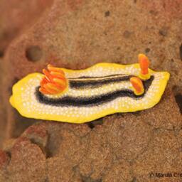 Joshi The Nudibranch - Joshi's Chromodoris - thumbnail 3