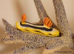 Joshi The Nudibranch - Joshi's Chromodoris - thumbnail 1