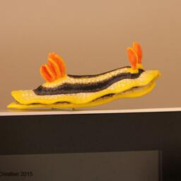 Joshi The Nudibranch - Joshi's Chromodoris - thumbnail 2