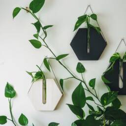 Honeycomb Wooden Wall Planter /Propagation Station /Sustainable Wood Decor - thumbnail 2
