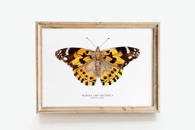 Painted Lady Butterfly Art Print - Vanessa Cardui - Cosmopolitan Watercolor Animals Wall Nursery Girl D??cor Fine Gift - image 1