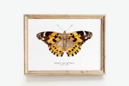 Painted Lady Butterfly Art Print - Vanessa Cardui - Cosmopolitan Watercolor Animals Wall Nursery Girl D??cor Fine Gift - thumbnail 1
