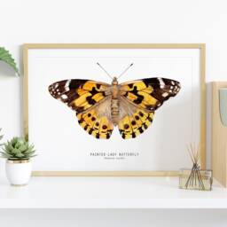 Painted Lady Butterfly Art Print - Vanessa Cardui - Cosmopolitan Watercolor Animals Wall Nursery Girl D??cor Fine Gift - thumbnail 2
