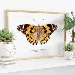 Painted Lady Butterfly Art Print - Vanessa Cardui - Cosmopolitan Watercolor Animals Wall Nursery Girl D??cor Fine Gift - thumbnail 3