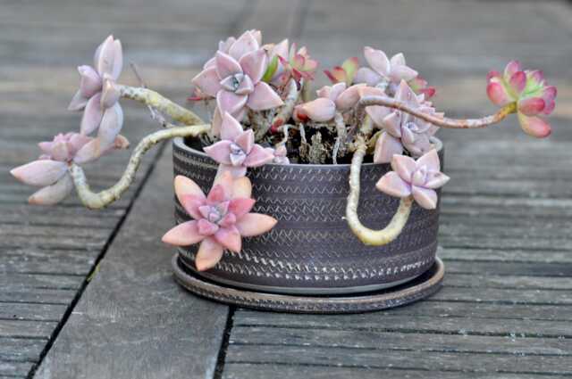 Rustic Recycled Clay Bonsai Planter With Plate Handmade Pottery - image 1