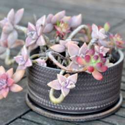 Rustic Recycled Clay Bonsai Planter With Plate Handmade Pottery - thumbnail 3