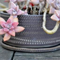 Rustic Recycled Clay Bonsai Planter With Plate Handmade Pottery - thumbnail 2