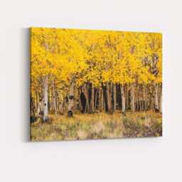 Golden Aspen Forest Autumn Woodland Nature Photography Canvas Wall Art Print Decor Picture Ready To Hang - thumbnail 4