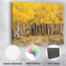 Golden Aspen Forest Autumn Woodland Nature Photography Canvas Wall Art Print Decor Picture Ready To Hang - thumbnail 2