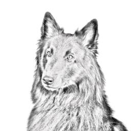Belgian Shepherd - Wooden Stand For Candles/Pens With The Image Of A Dog New Collection - thumbnail 2