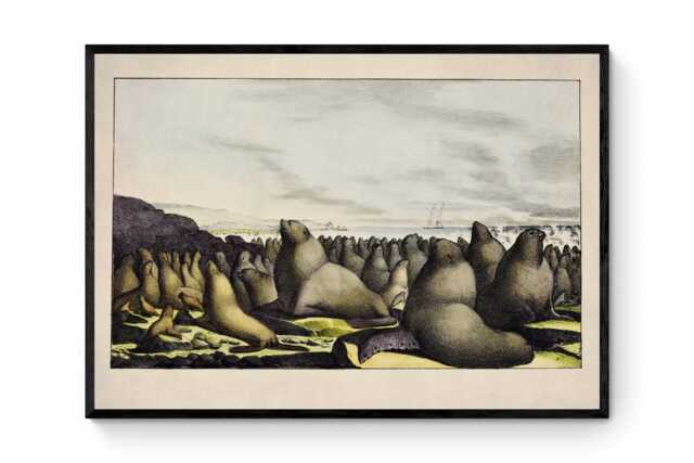 Sea Lions On Saint George Island Antique Print - Dated 1822 Reproduction Available Framed - image 1