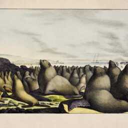 Sea Lions On Saint George Island Antique Print - Dated 1822 Reproduction Available Framed - thumbnail 2