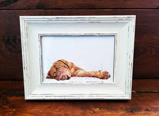 Dogue De Bordeaux Print 17x12cm - White Rustic Frame - Mastiff Wall Art, Gift For Ddb Owners - image 1