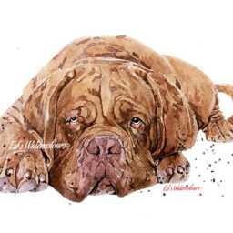 Dogue De Bordeaux Print 17x12cm - White Rustic Frame - Mastiff Wall Art, Gift For Ddb Owners - thumbnail 4