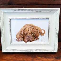 Dogue De Bordeaux Print 17x12cm - White Rustic Frame - Mastiff Wall Art, Gift For Ddb Owners - thumbnail 2